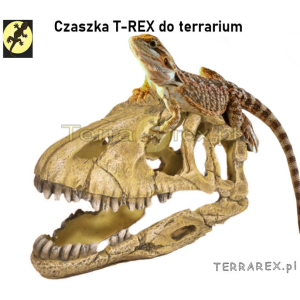 terrarium CZASZKI DINOZAURA Kryjówka T-Rex Skull